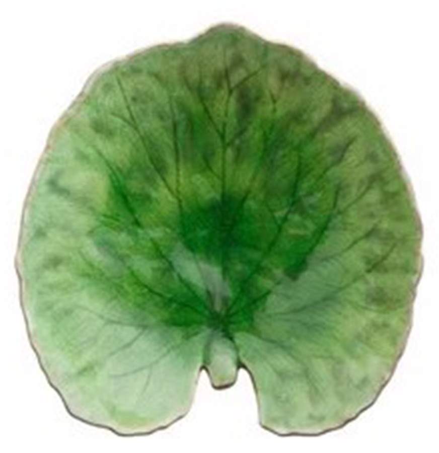 Riviera Tomate (Emerlad Green) 7" Leaf Dish by Costa Nova China-1