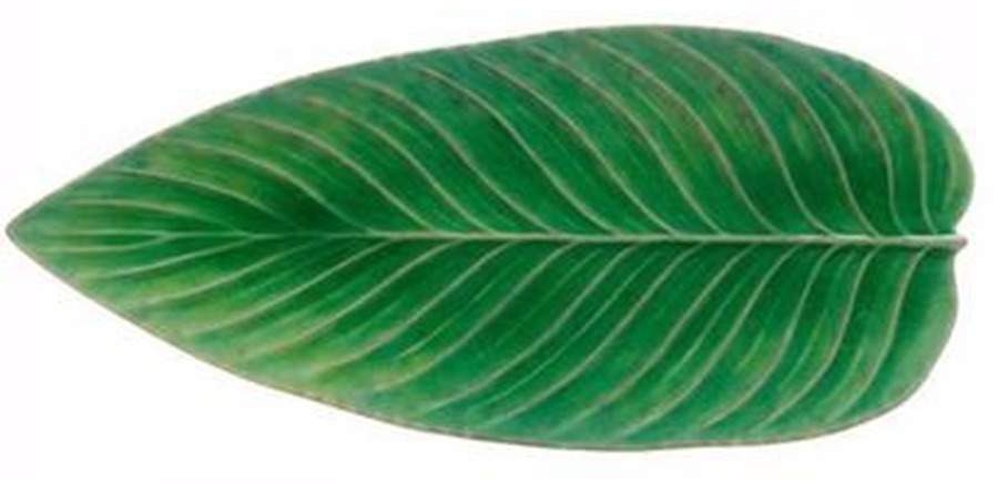 Riviera Tomate (Emerlad Green) 15" Leaf Dish by Costa Nova China-1