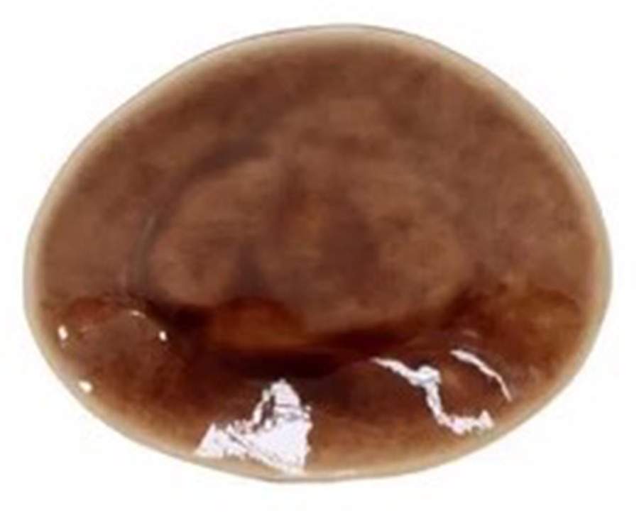 Riviera Terra (Terra Cotta & Black) Bread & Butter Plate by Costa Nova China-1