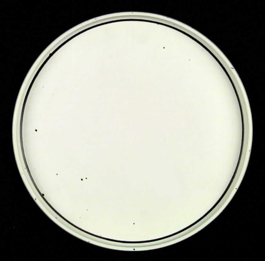 Bornholm Dinner Plate by Dansk-1