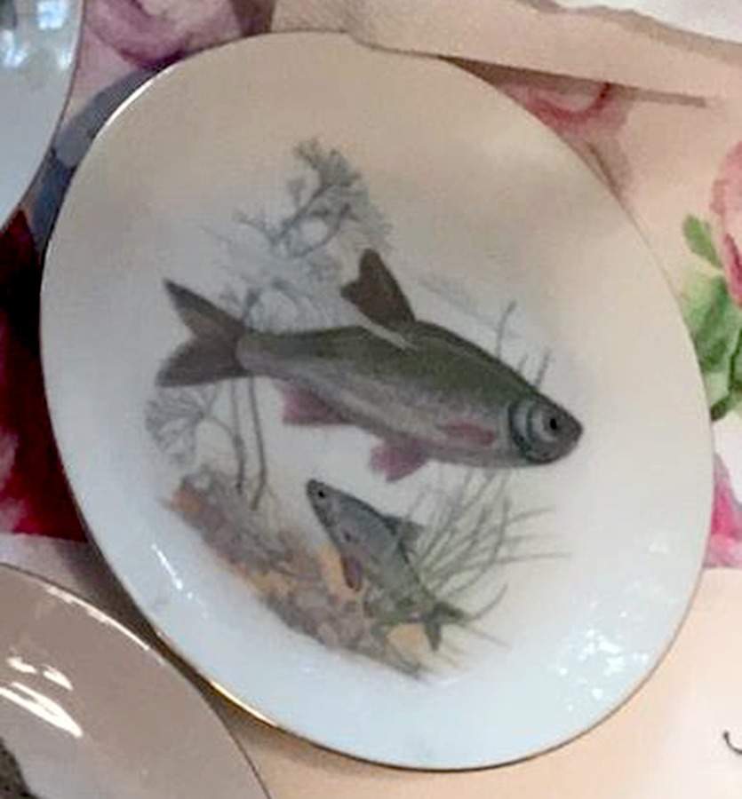 EPI103 Salad Plate by Epiag-1