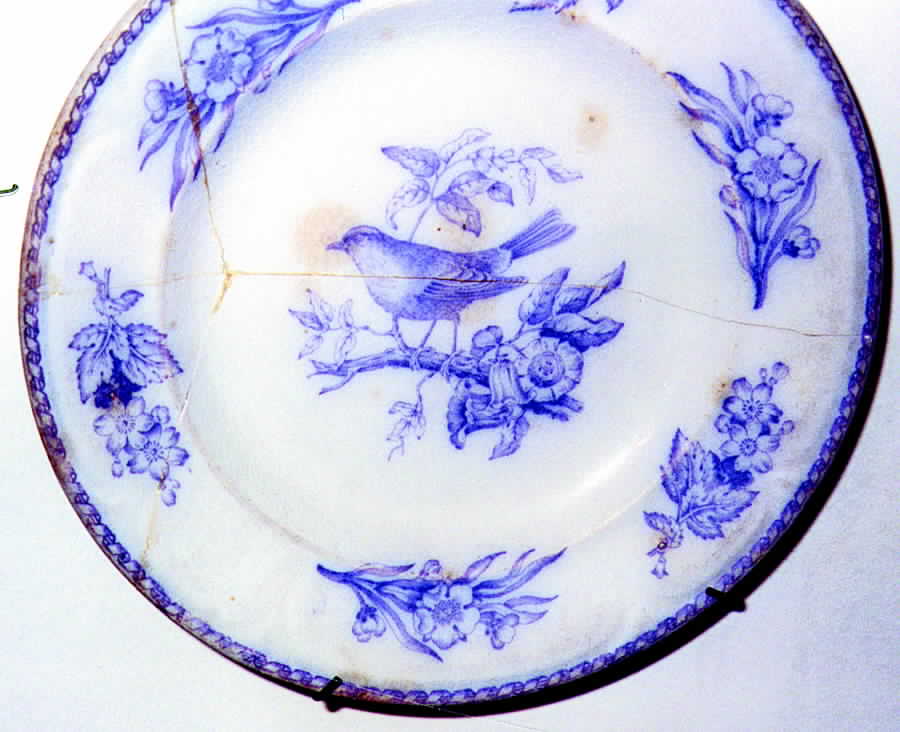 American Birds Dinner Plate by John Edwards-1