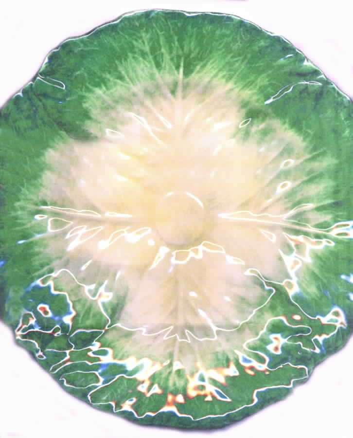 ESE17 Dinner Plate by Este-1