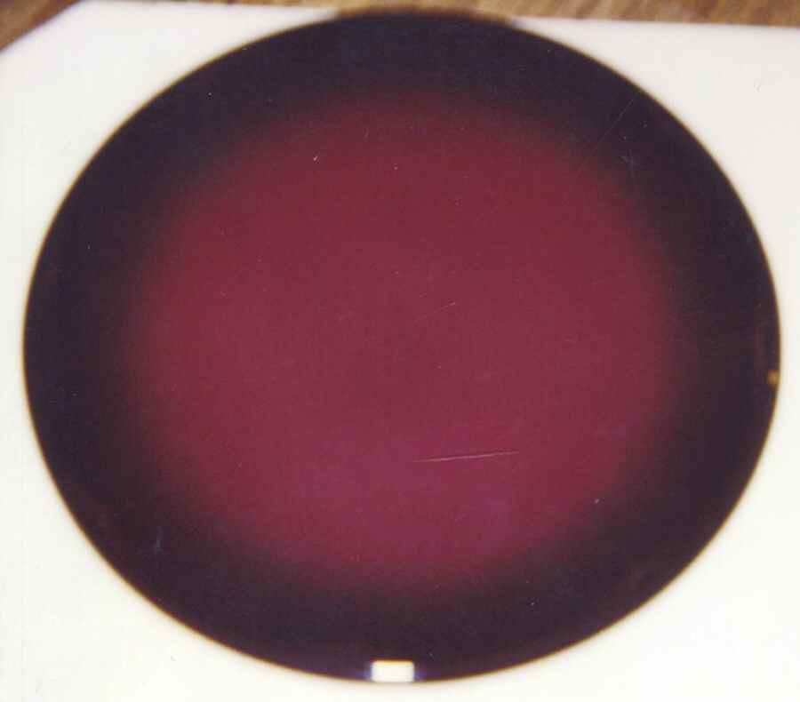 Shadows Burgundy Dinner Plate by Fuji-1