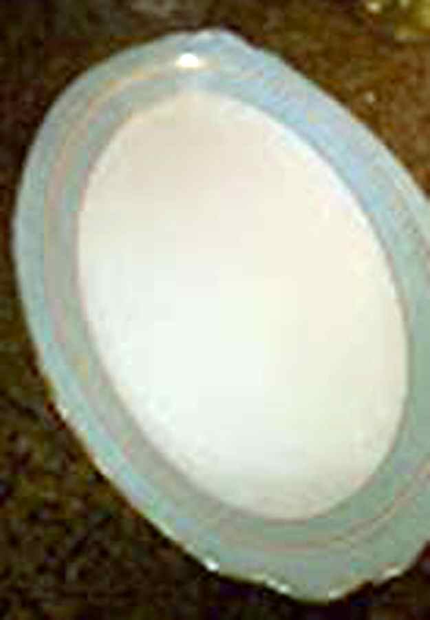 FAN107 9" Oval Vegetable Bowl by France-1