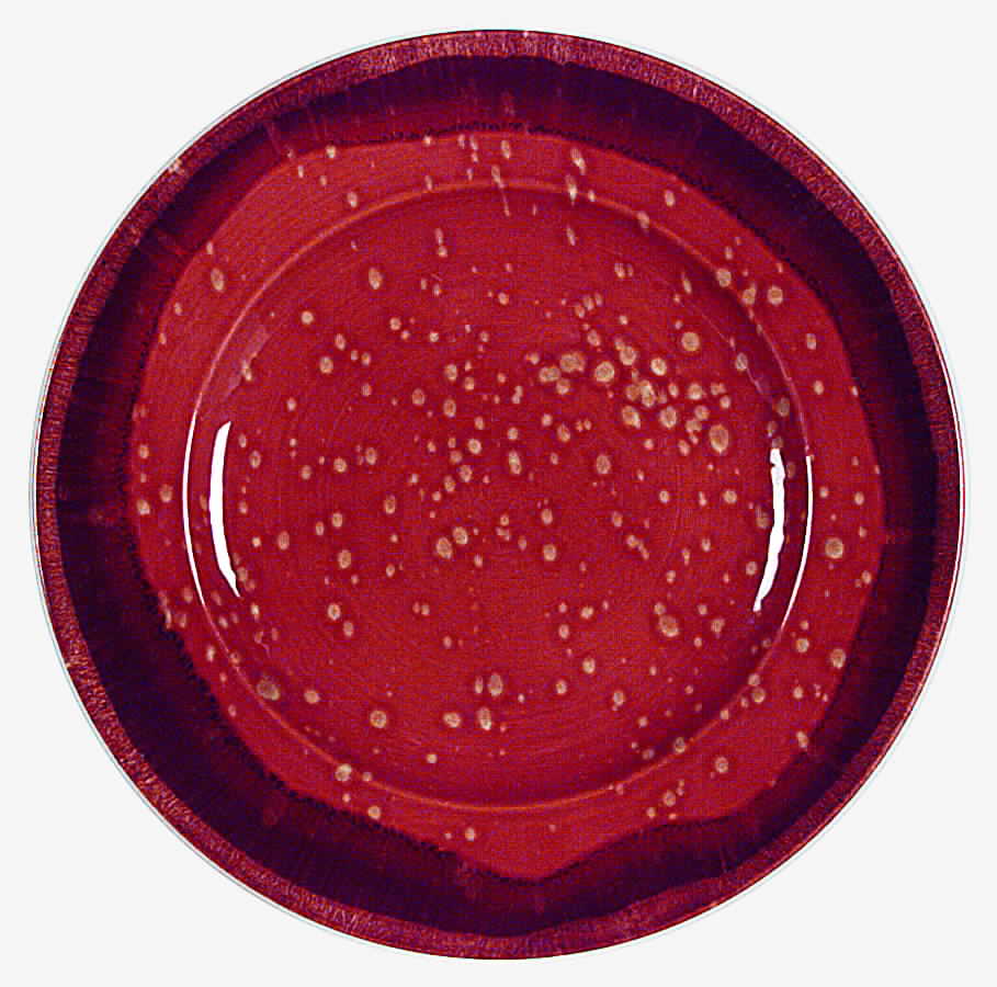 GIN104 Dinner Plate by Ginori 1735-1