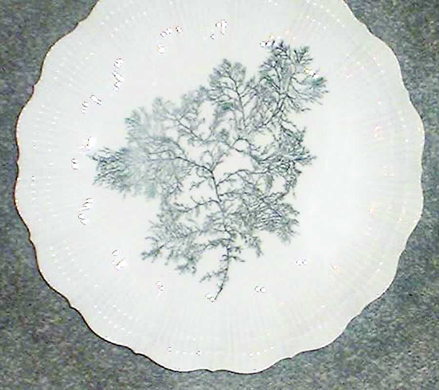 Black Coral Bread & Butter Plate by Giraud China-1