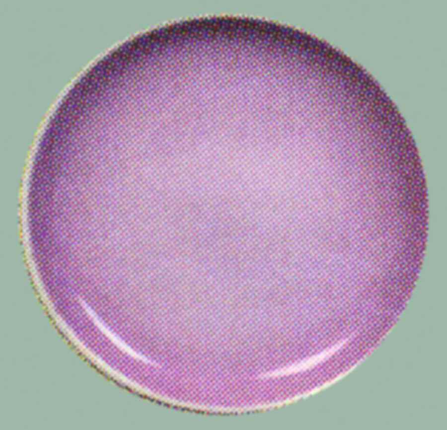 Oasis Lavender Dinner Plate by Gibson Designs-1