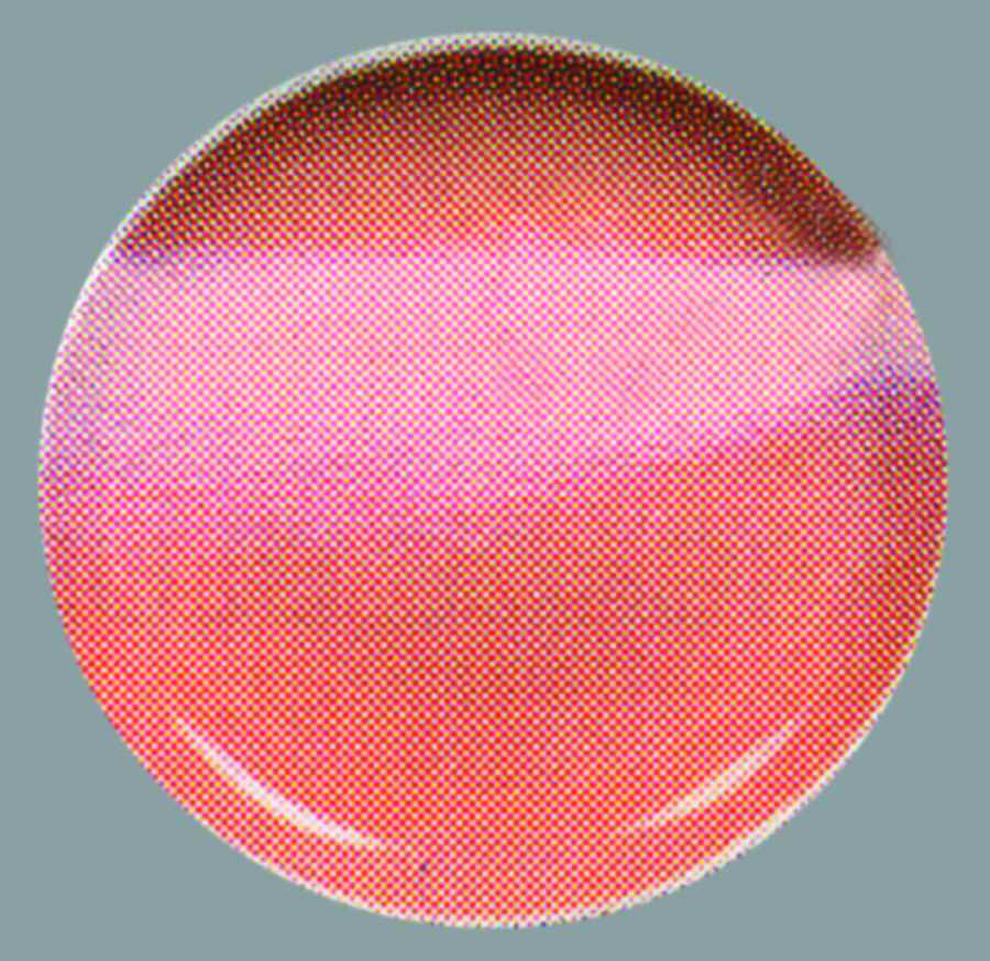 Oasis Orange Dinner Plate by Gibson Designs-1