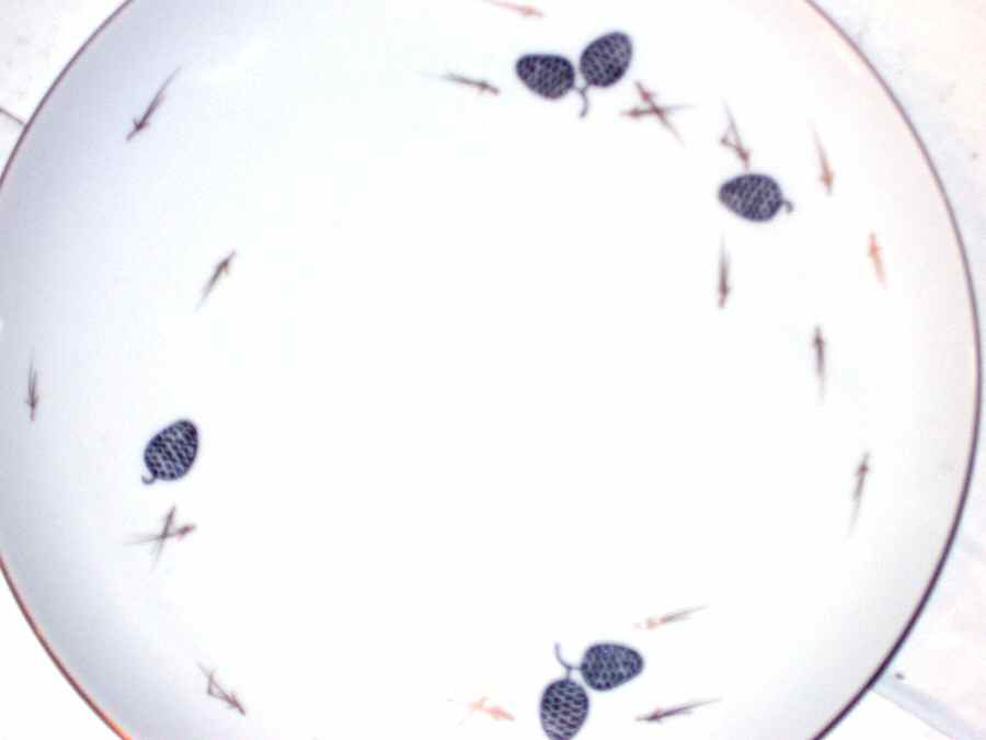 GCO11 Dinner Plate by Gold Coast-1
