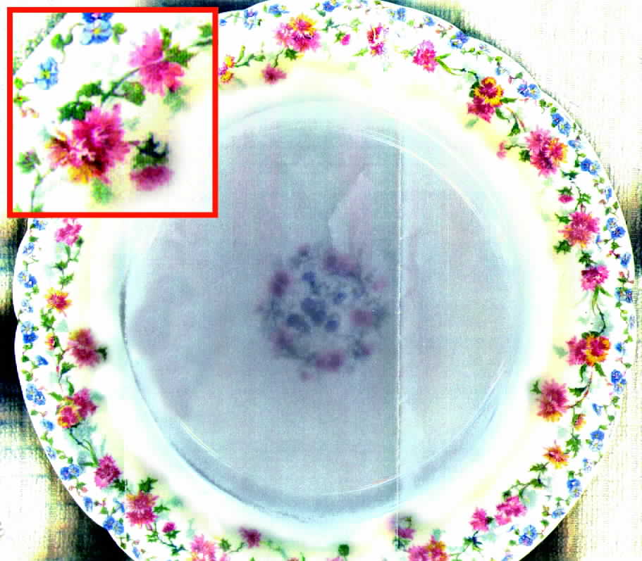 H271 Dinner Plate by Haviland-1