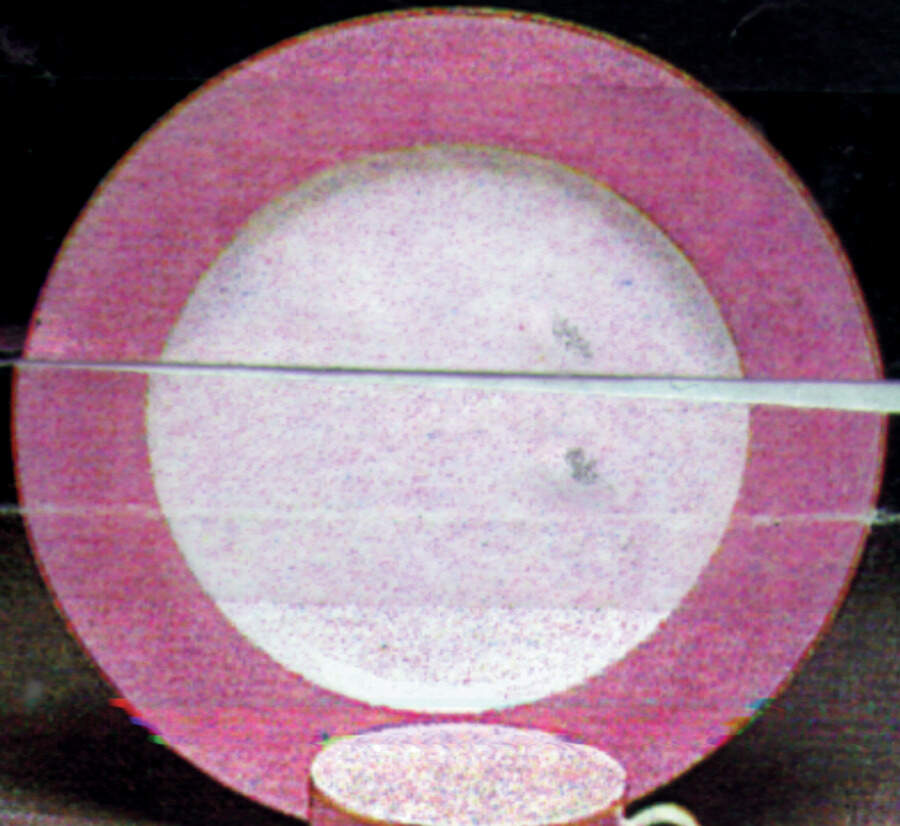 Hyacinth Band Dinner Plate by Heinrich - H&C-1