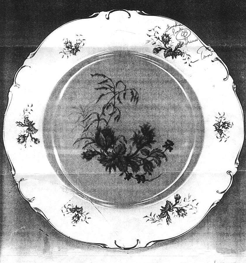 Moss Rose (White Background, Rim) Dinner Plate by Heinrich - H&C-1