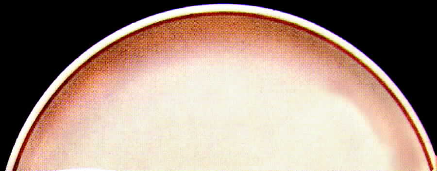Diplomat (Coupe) Dinner Plate by Homer Laughlin -1