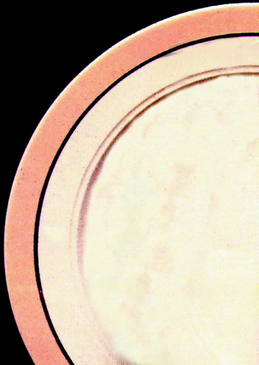 Lacosta Peach Dinner Plate by Homer Laughlin -1