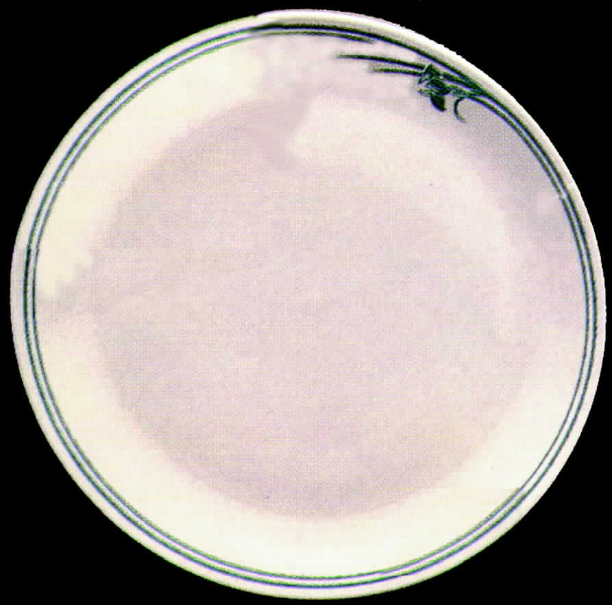 Turquoise Iris Dinner Plate by Homer Laughlin -1