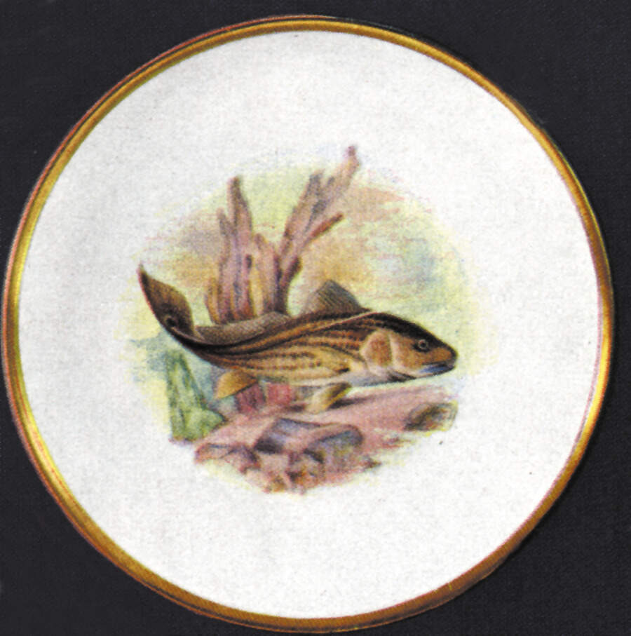 Fish Dinner Plate by Hutschenreuther-1