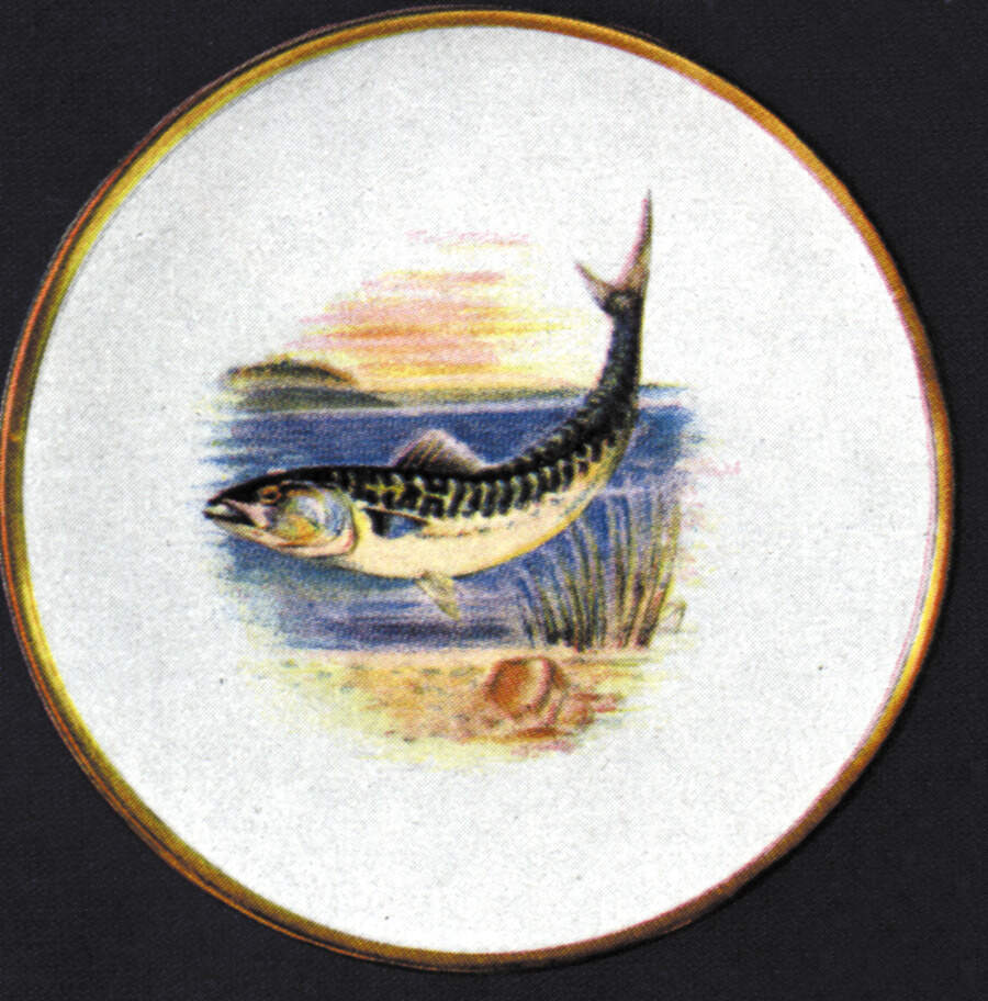 Fish Dinner Plate by Hutschenreuther-1