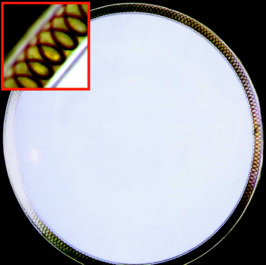 HUT223 Dinner Plate by Hutschenreuther-1