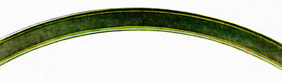 31324 Dinner Plate by Hutschenreuther-1