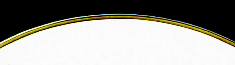 31331 Dinner Plate by Hutschenreuther-1