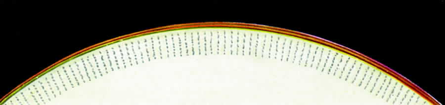 Elge Dinner Plate by Hutschenreuther-1