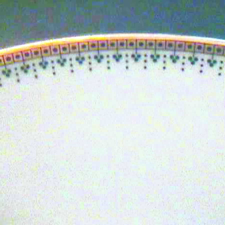 31511 Dinner Plate by Hutschenreuther-1