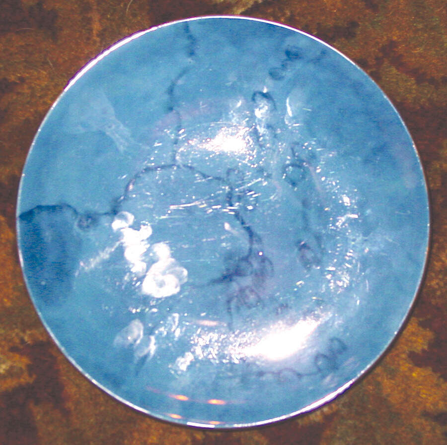 HCZ69 Saucer by Haas-Czjzek Coronado-1