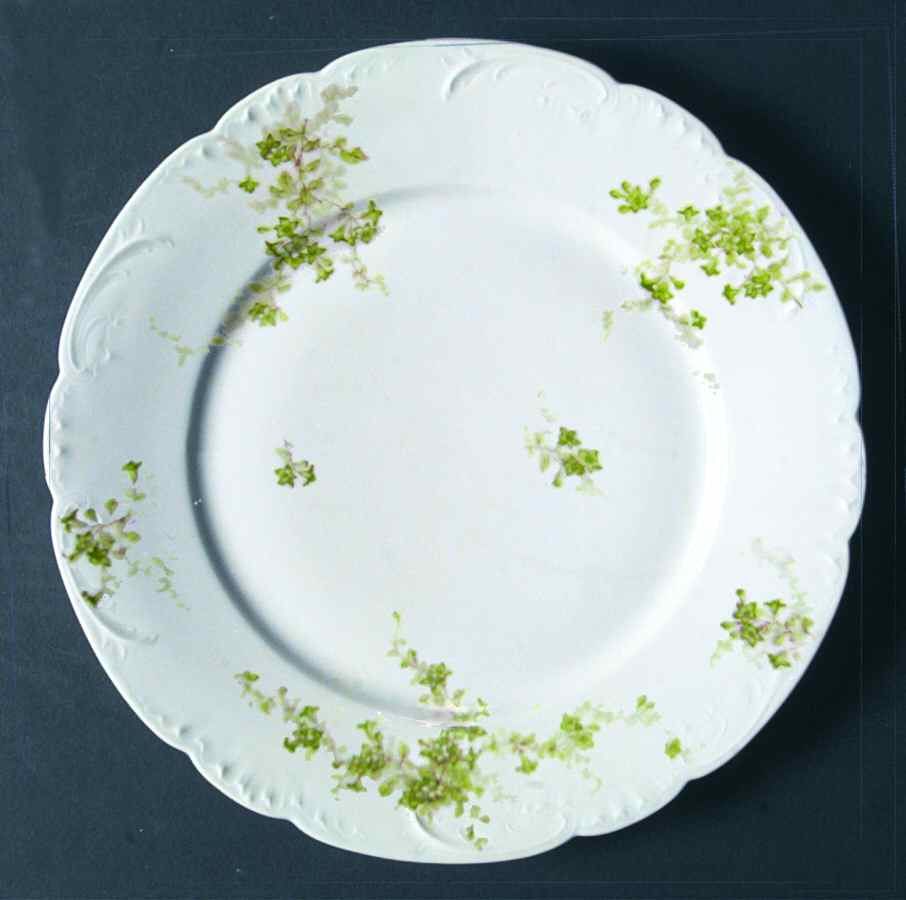 Schleiger 834-6 Dinner Plate by Haviland-1