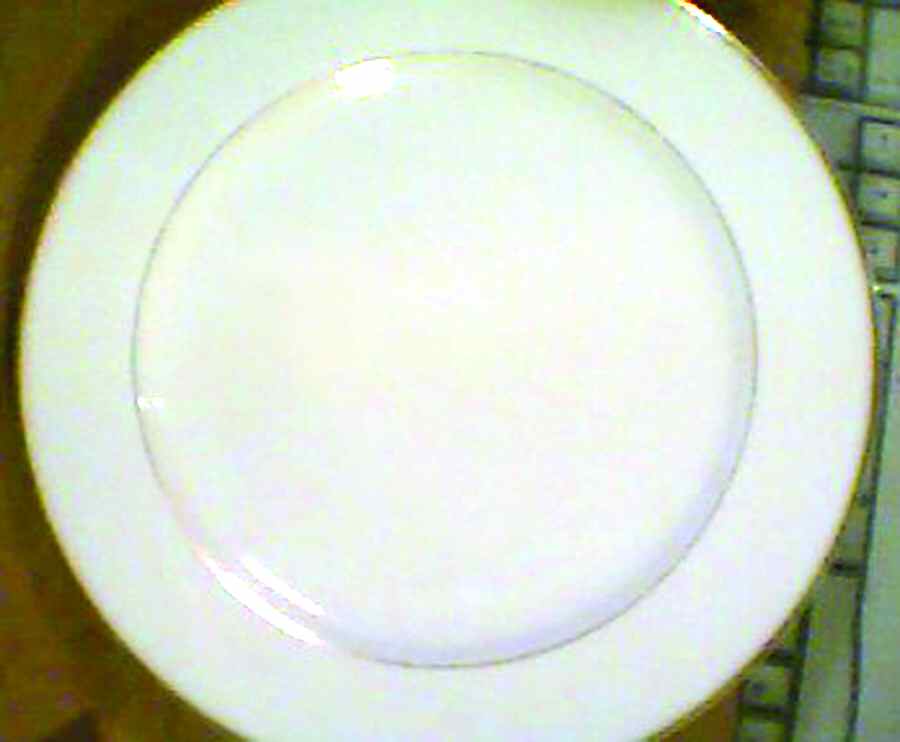 HKN19 Dinner Plate by Hakusan-1