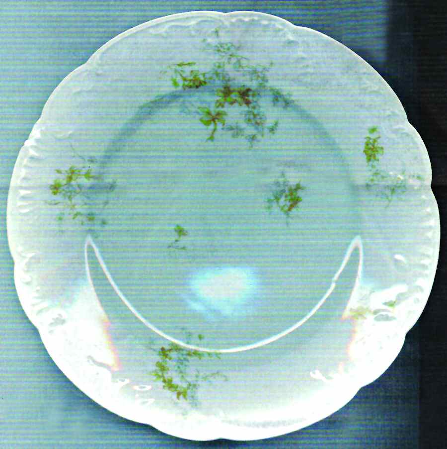 Schleiger 1169-2 Salad Plate by Haviland-1