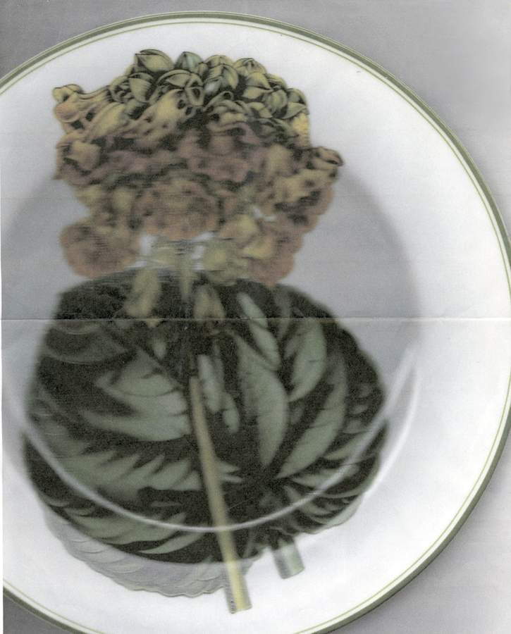 Millefleur Dinner Plate by Haldon-1
