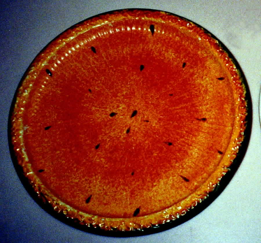ITY122 Dinner Plate by Italy-1