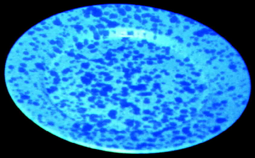 Moon Drops Dinner Plate by Japan-1