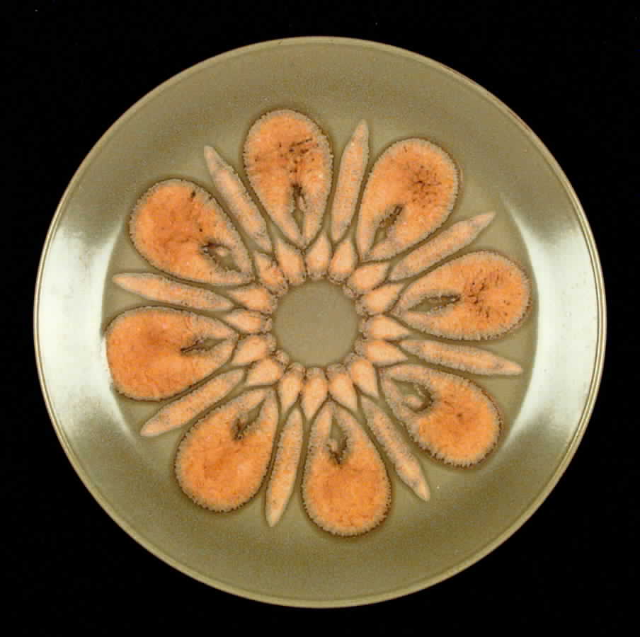 Dorado (Beige Orange) Dinner Plate by Johnson Brothers-1
