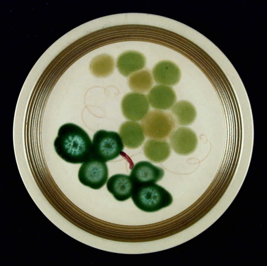 Tokay Dinner Plate by Sears-1