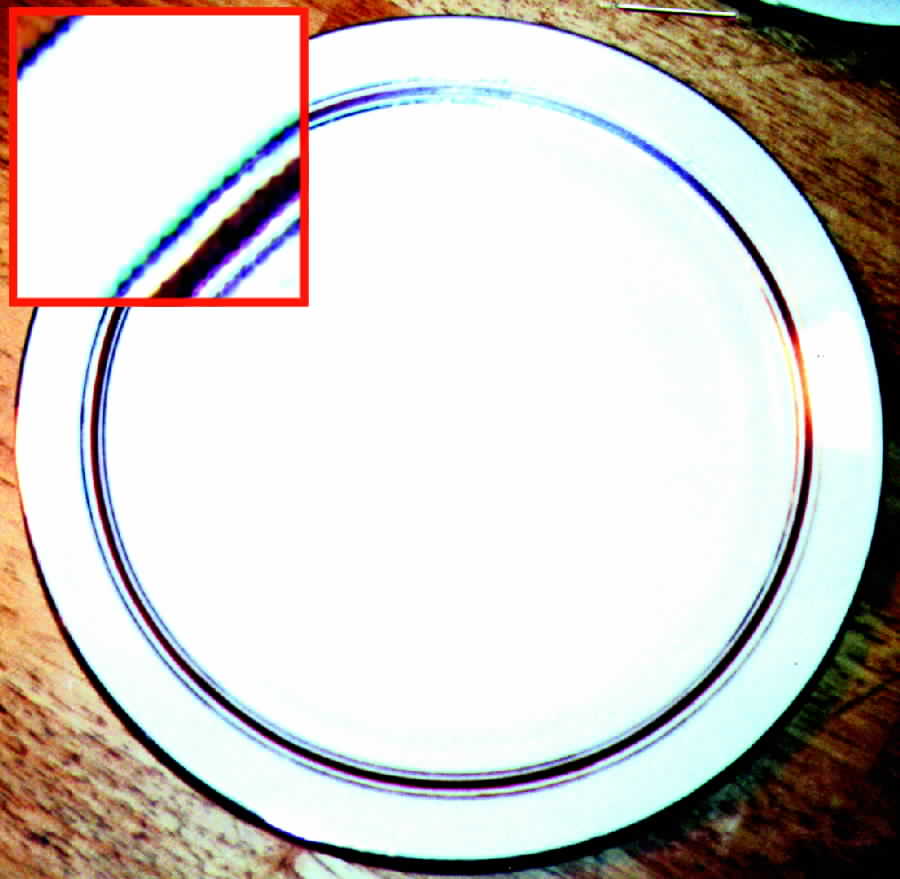 KNO199 Dinner Plate by Edwin Knowles-1