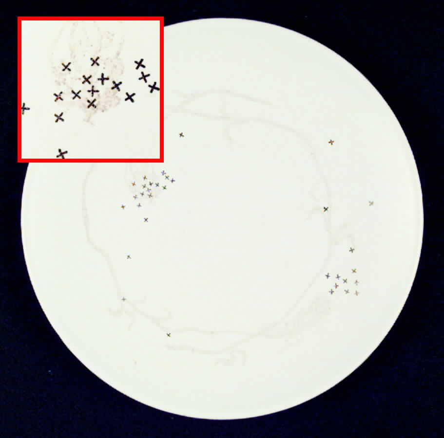 Queen Anne's Lace Salad Plate by Edwin Knowles-1