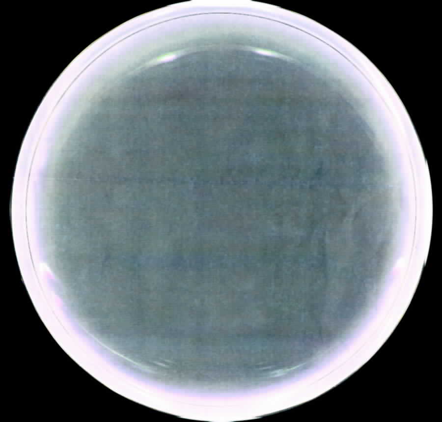 KPM151 Dinner Plate by KPM-1