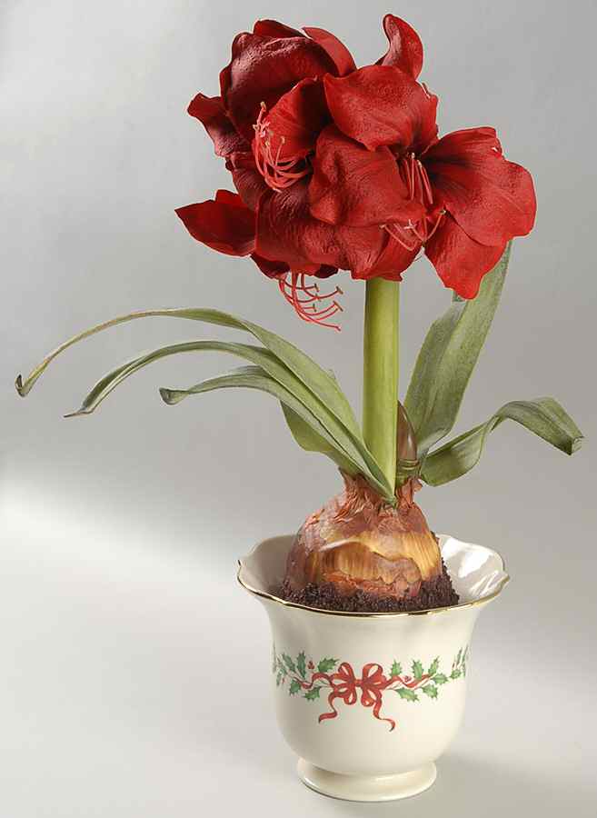 Holiday (Dimension) Amaryllis Figural Flower Pot-Say It With Silk by Lenox-1