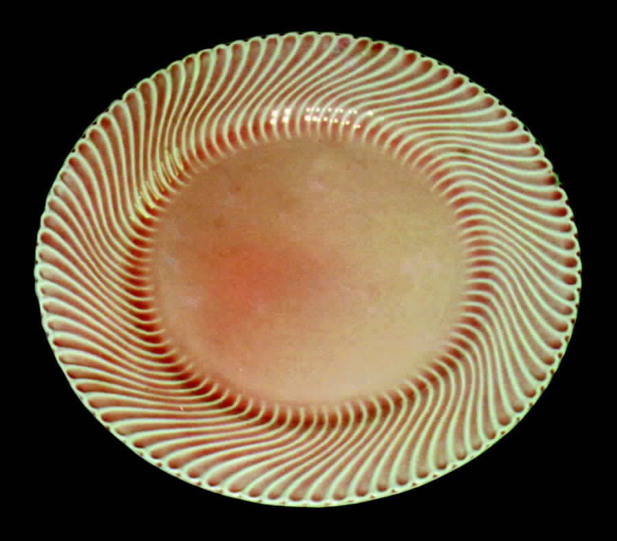 LIA10 Dinner Plate by Limoges-American-1