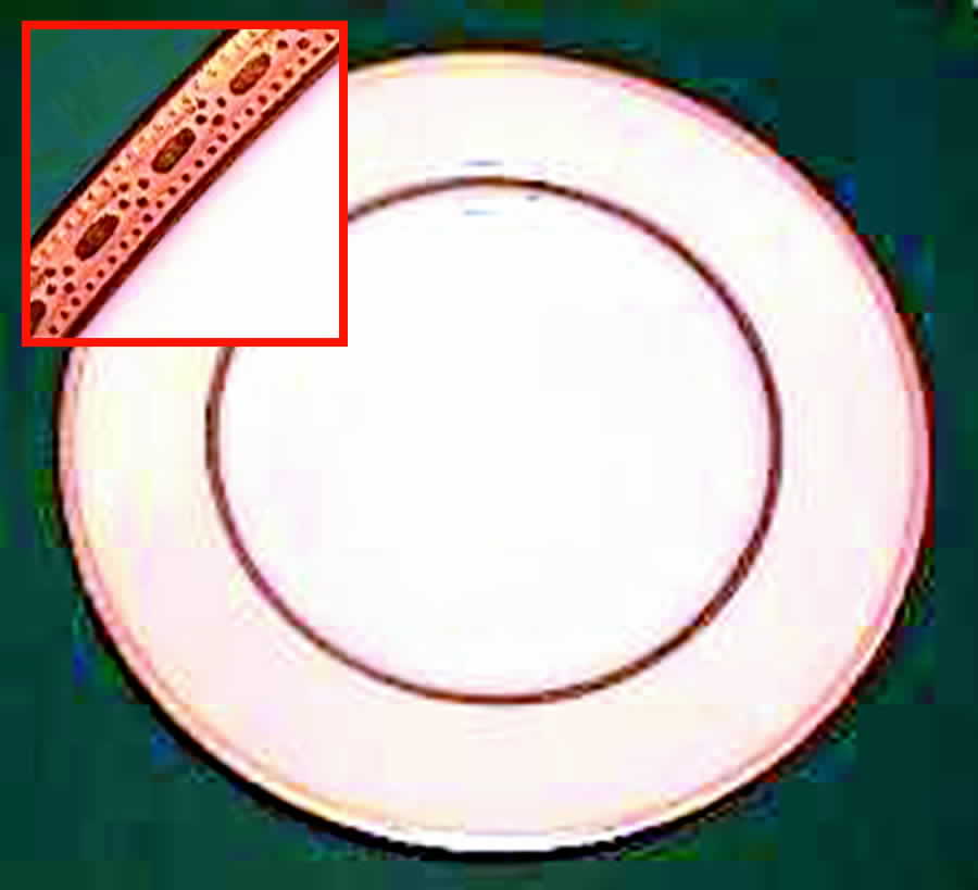 S32a Dinner Plate by Lenox-1