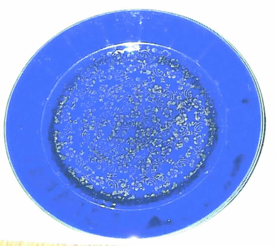 LIA53 Dinner Plate by Limoges-American-1