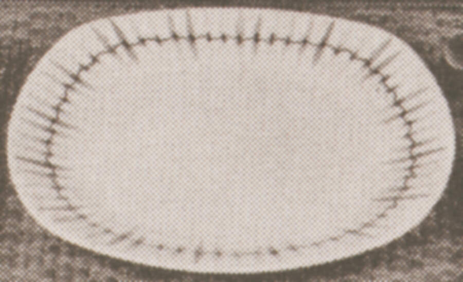 Cherokee Dinner Plate by W R Midwinter Ltd-1