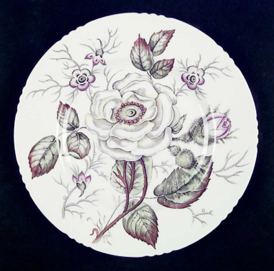 Old Rose Dinner Plate by John Maddock & Sons-1