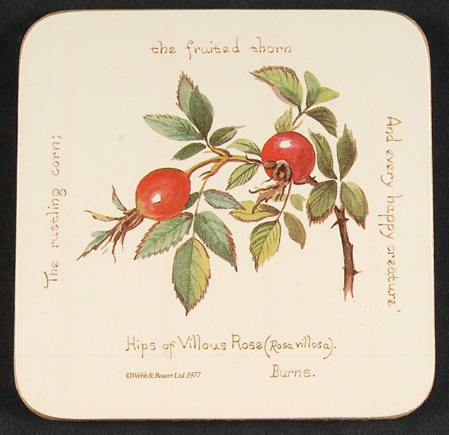 Country Diary Edwardian Lady Square Corkback Coaster by Noritake-1