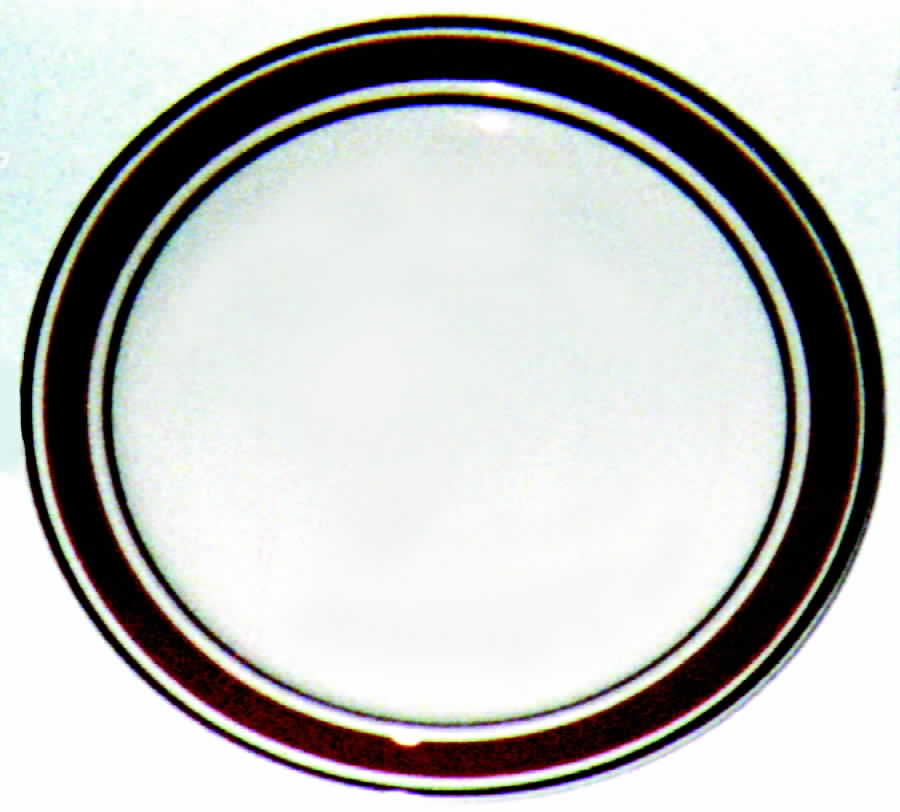 NEW5 Dinner Plate by Newcor-1