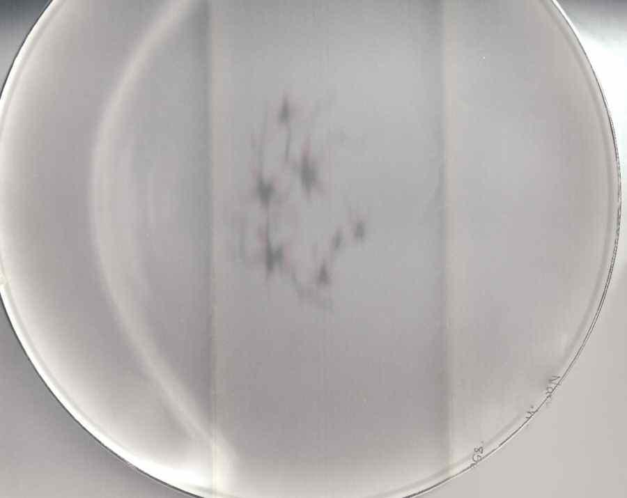 Sarah Dinner Plate by Narumi-1