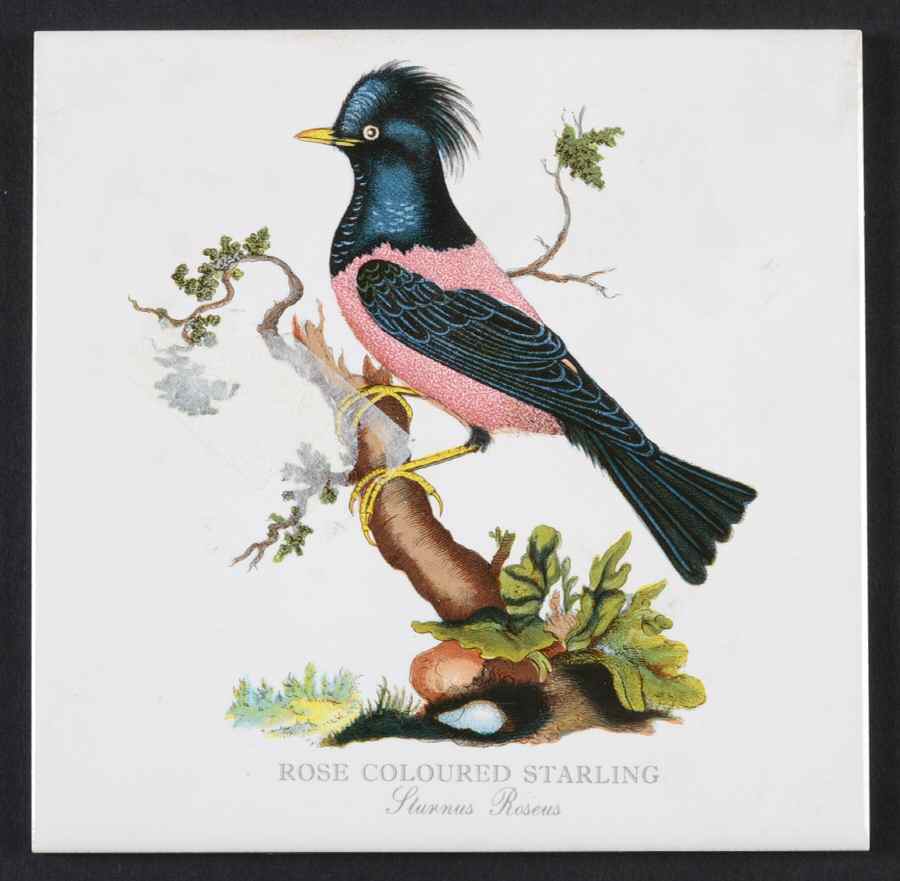 Birds of Britain 6" Individual Ceramic Tile Insert by Portmeirion-1