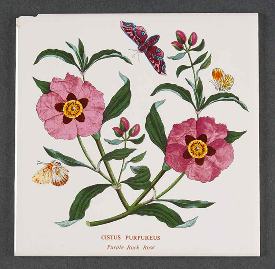 Botanic Garden 6" Wall Tile Aka Tile Insert by Portmeirion-1